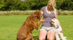 Дрессировка собак в домашних условиях для начинающих