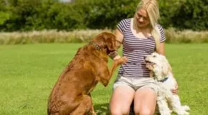 Дрессировка собак в домашних условиях для начинающих