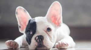 Французский бульдог: описание породы, характер