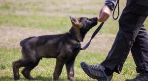 Как дрессировать собаку в домашних условиях
