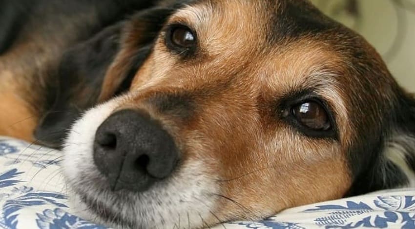 Лишай у собаки: фото, признаки и лечение
