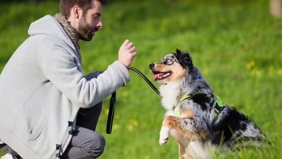 Основа домашней дрессировки: зрительный контакт с собакой