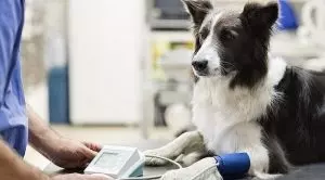 Пироплазмоз у собак: лечение, препараты