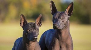 Породы лысых собак