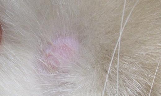 Розовый лишай у собаки: фото, признаки и лечение