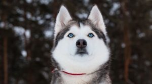 Собака хаски: характеристика породы