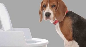 У собаки понос: что делать в домашних условиях