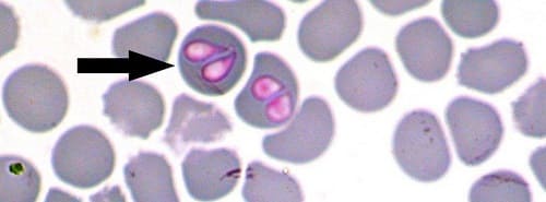 Возбудители пироплазмоза бабезии под микроскопом