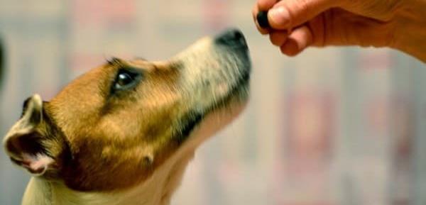 Инструкция по применению таблеток Симпарика для собак