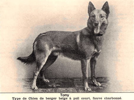 Пёс Томи – родоначальник породы собак малинуа