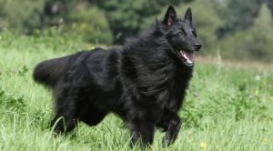 Собака породы грюнендаль