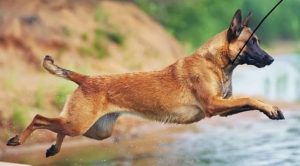 Собака породы малинуа