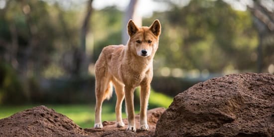 avstralijskaya sobaka dingo