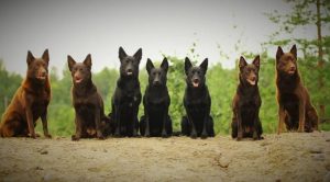 Австралийские породы собак