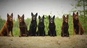 Австралийские породы собак