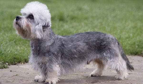 Порода собак из Шотландии денди-динмонт-терьер