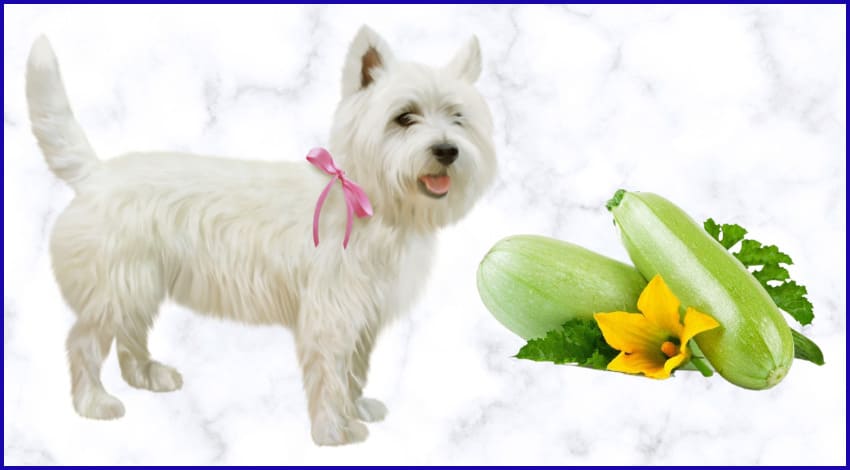 Кабачки собакам