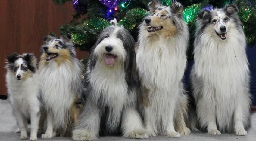 12 шотландских пород собак: обзор с фотографиями