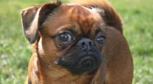 Породы маленьких гладкошерстных собак