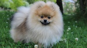 Породы маленьких пушистых собак