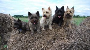 Маленькие терьеры