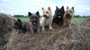 Маленькие терьеры