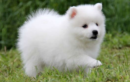 Порода собак белая кудрявая маленькая как называется