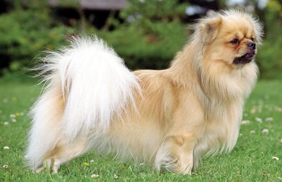 Что за порода собак маленькие беленькие пушистые в китае