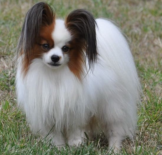 Собака с длинными ушами порода с длинной шерстью