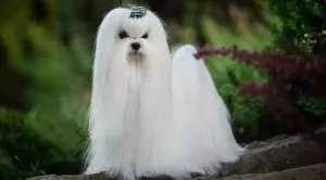 Породы длинношерстных маленьких собак