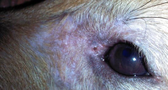 Ювенильный демодекоз у собаки вокруг глаз
