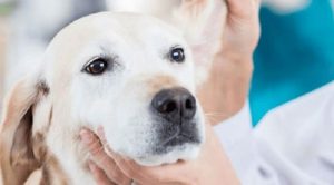 Капли от ушного клеща для собак