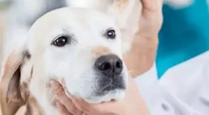 Капли от ушного клеща для собак