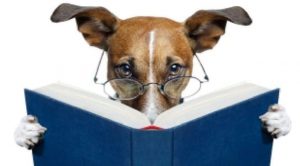 Маленькие умные породы собак