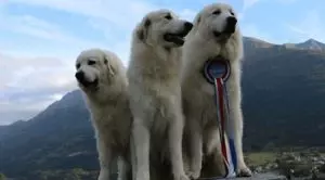 Породы больших пушистых собак