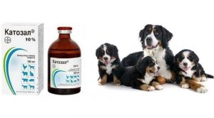 Катозал для собак: инструкция по применению