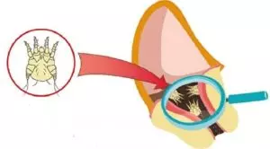 Отодектоз у собак: лечение, препараты, симптомы