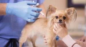 Прививки от пироплазмоза для собак