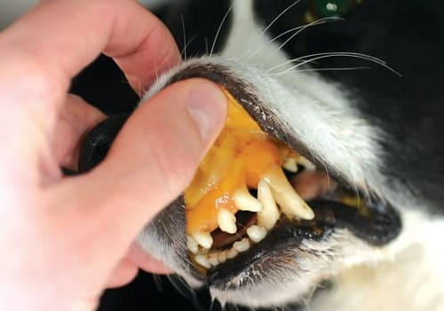 Жёлтые слизистые у собаки: один из симптомов пироплазмоза