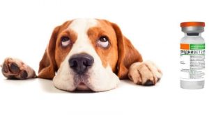 Преднивет для собак