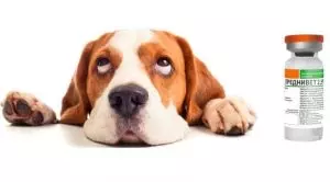 Преднивет для собак