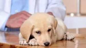 Парвовирус у щенка