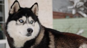 Собака хаски: содержание и уход в домашних условиях