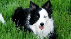 Собака с голубыми глазами