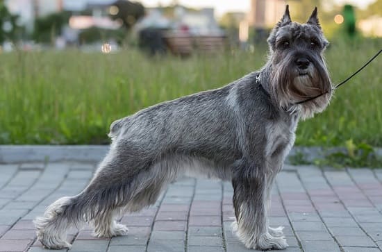 Породы собак с бородой: мелкие, средние, крупные