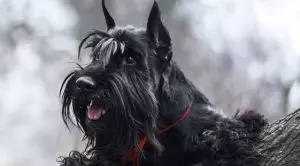 Породы собак с бородой, усами, бровями