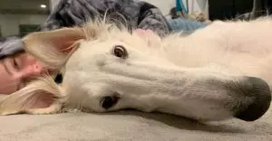 Борзая Эрис с самым длинным носом