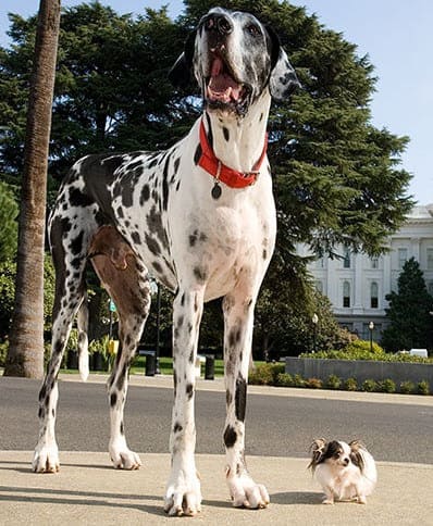 Бу бу и самый высокий пёс Гибсон