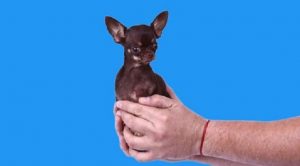 Самая маленькая собак в мире из Книги рекордов Гиннеса