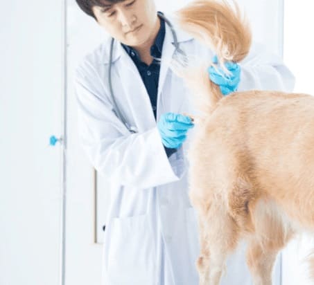 Нормальная температура у собаки средних пород щенков